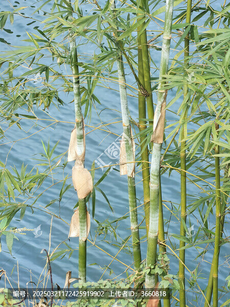 湖邊的竹子