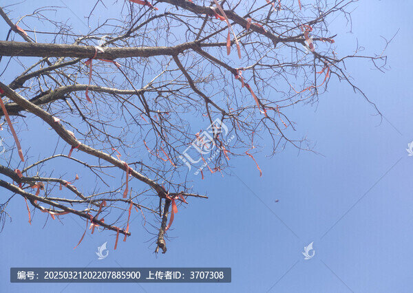 樹枝