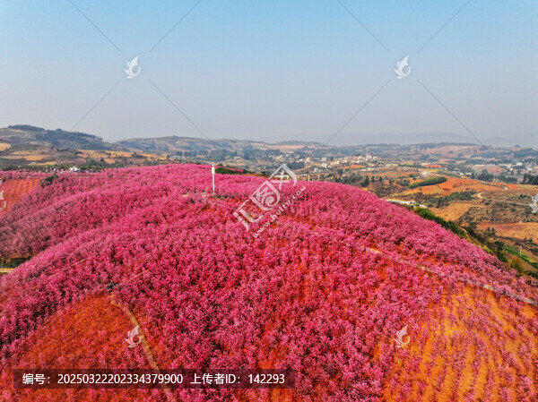 宜良櫻花谷