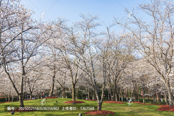 顧村公園櫻花林