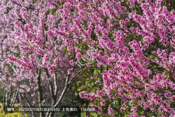 桃花林