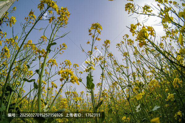 油菜花