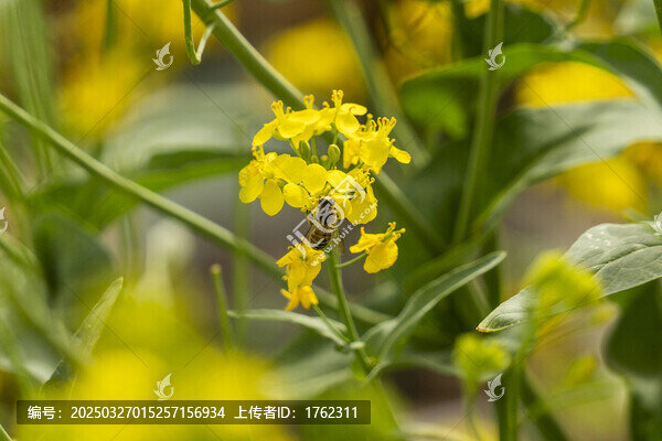 蜜蜂
