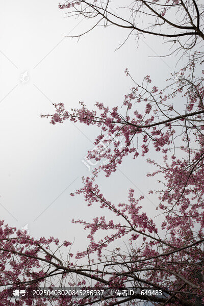 櫻花樹