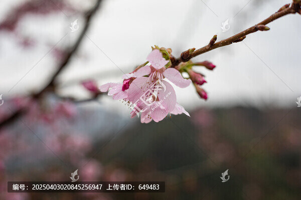 櫻花花苞