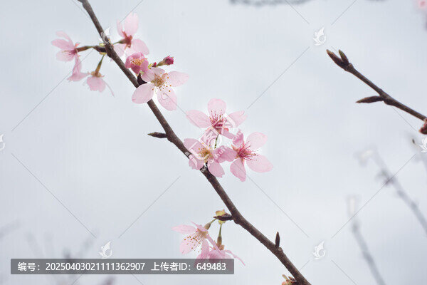 櫻花枝條