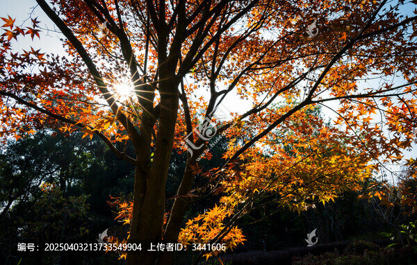楓葉