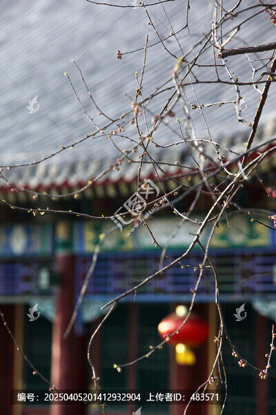 桃花樹
