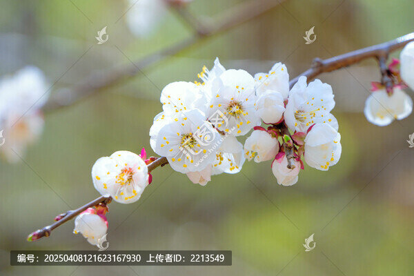 春天枝頭綻放的杏花特寫