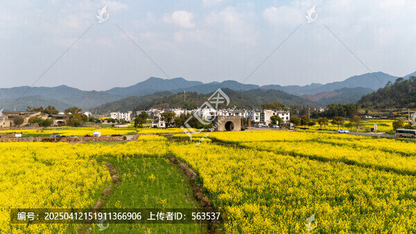 江西婺源江灣景區(qū)金色田園油菜花盛景