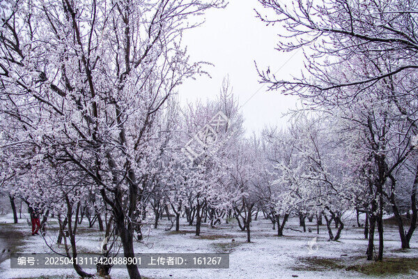 雪中花盛開