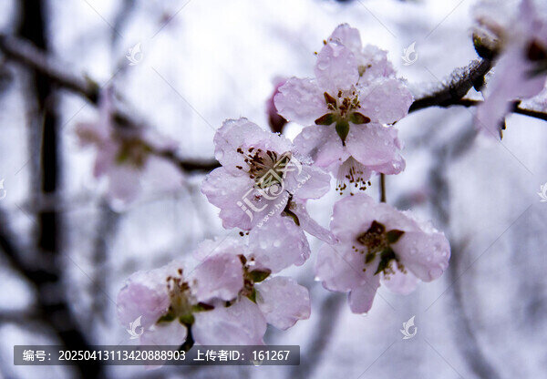 雪中花盛開