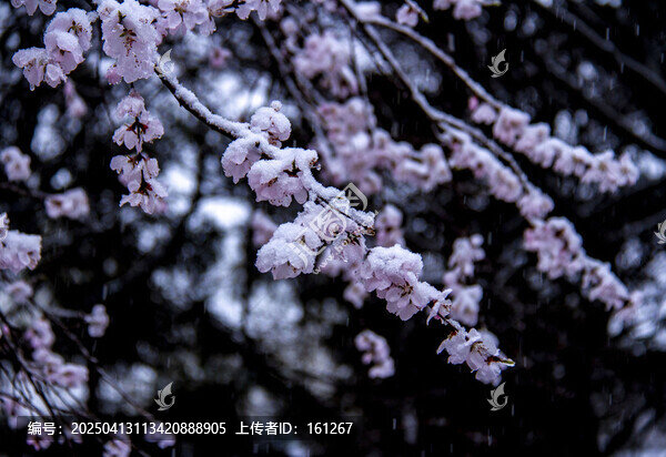 雪中花盛開