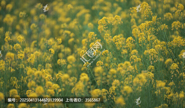 增城絲苗米稻田公園油菜花
