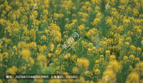 增城絲苗米稻田公園油菜花