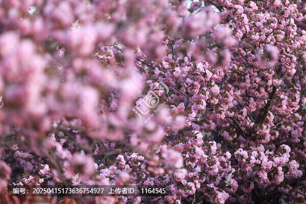 櫻花