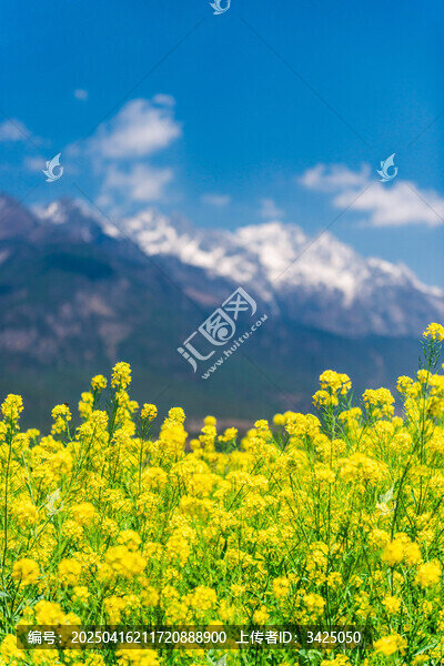 玉龍雪山下的油菜花