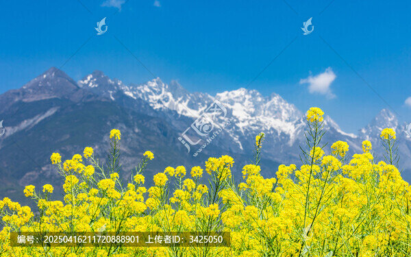 玉龍雪山下的油菜花