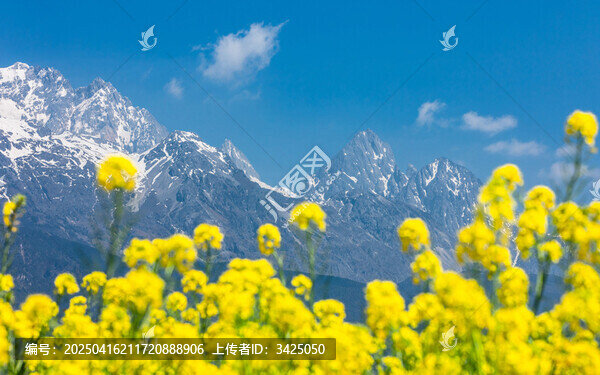 玉龍雪山下的油菜花
