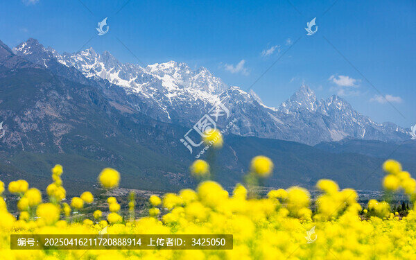 玉龍雪山下的油菜花
