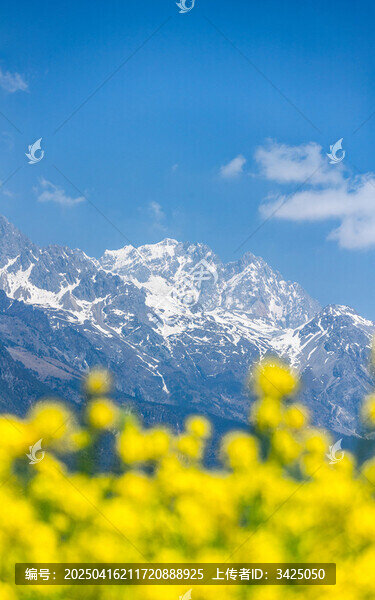 雪山下的油菜花