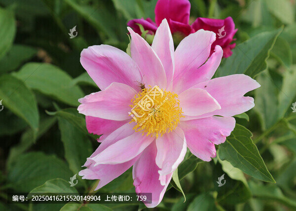 芍藥花