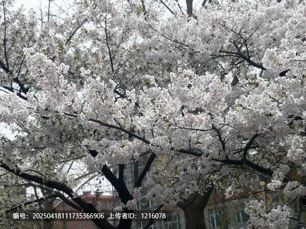 白色櫻花盛開滿樹