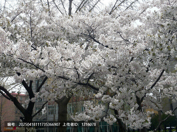 白色櫻花盛開滿樹