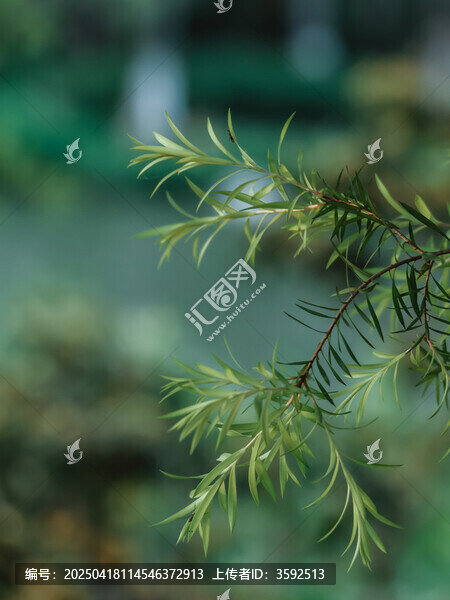 植物在野外生長(zhǎng)的特寫(xiě)鏡頭