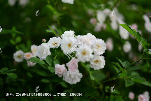 月季花