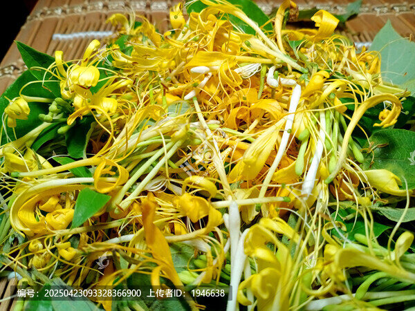 金銀花