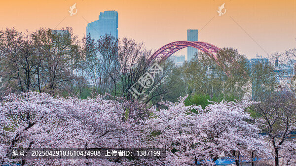 武漢晴川閣櫻花夜景