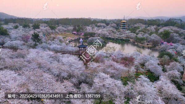 武漢東湖公園櫻花
