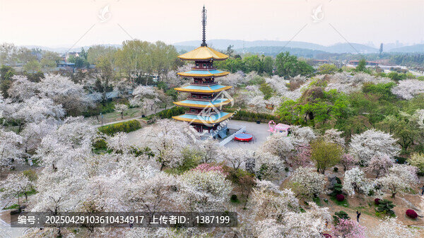 武漢東湖公園櫻花
