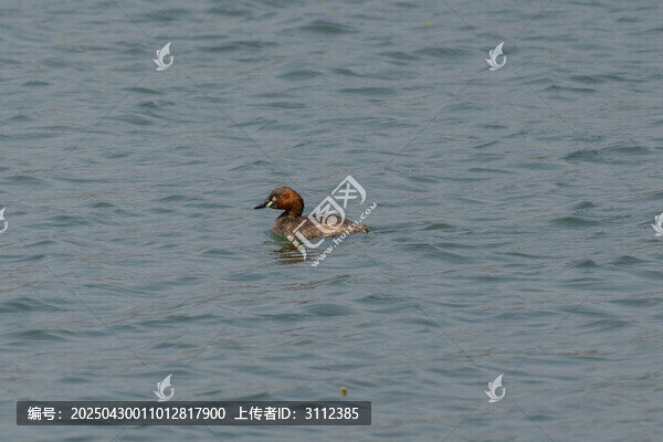 水面上悠游的紅頸水鳥