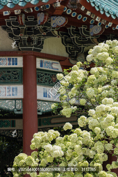 湖南烈士公園木繡球花開(kāi)成詩(shī)