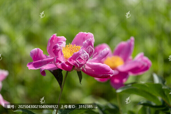 嬌艷盛開的粉色芍藥花