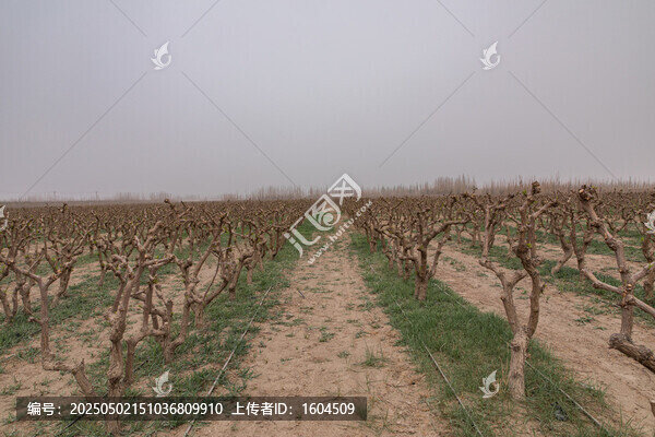 新疆萬畝棗樹林種植基地