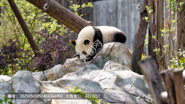 成都大熊貓繁育研究基地的幼崽大熊貓可愛