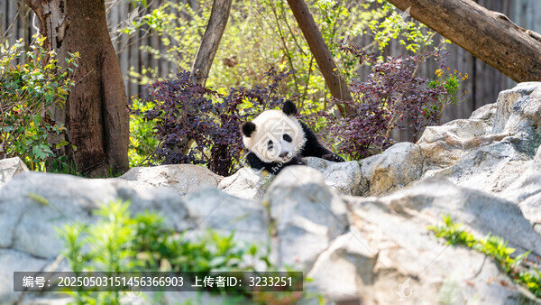 成都大熊貓繁育研究基地的幼崽大熊貓可愛