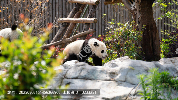 成都大熊貓繁育研究基地的幼崽大熊貓可愛