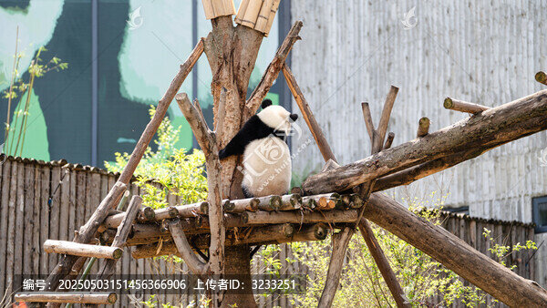 成都大熊貓繁育研究基地的幼崽大熊貓可愛