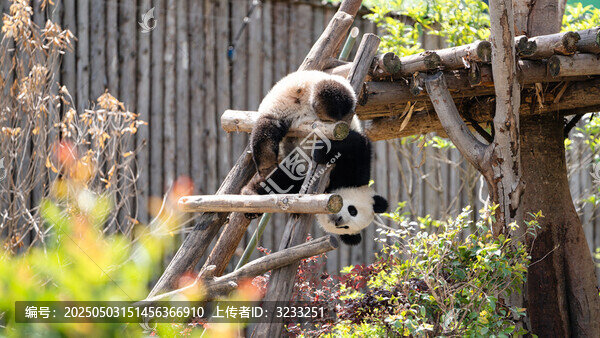 成都大熊貓繁育研究基地的幼崽大熊貓可愛