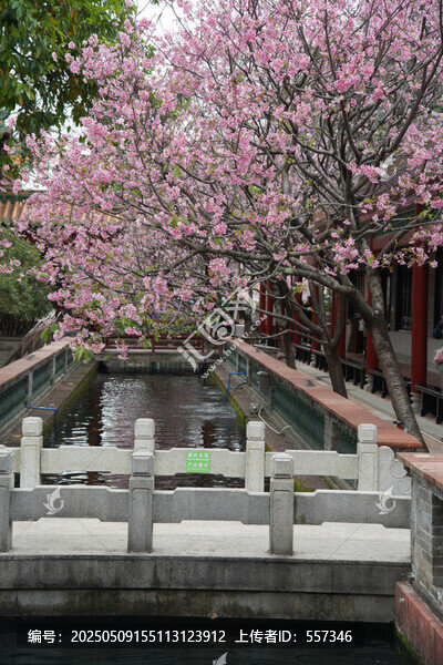 櫻花粉色花朵