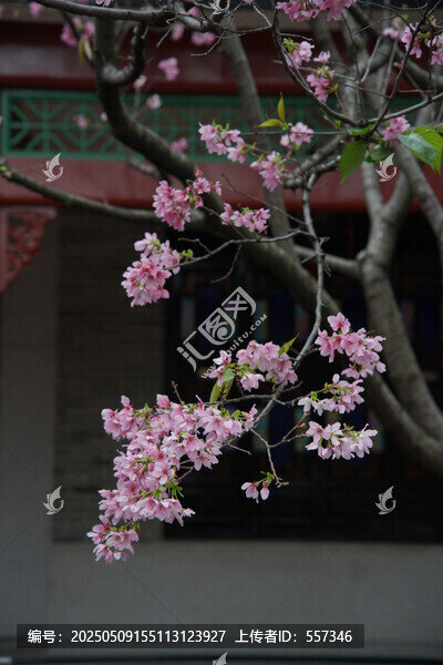 櫻花特寫(xiě)