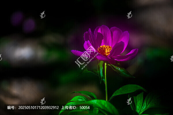 芍藥花