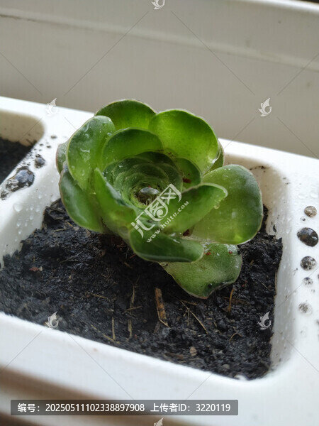 多肉盆栽
