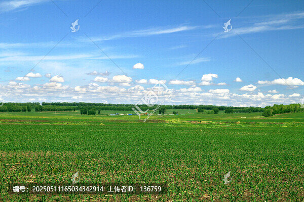 東北莊稼地