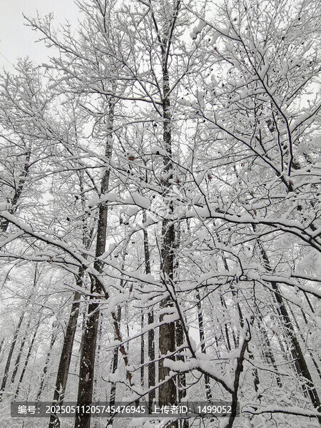 春天的雪掛