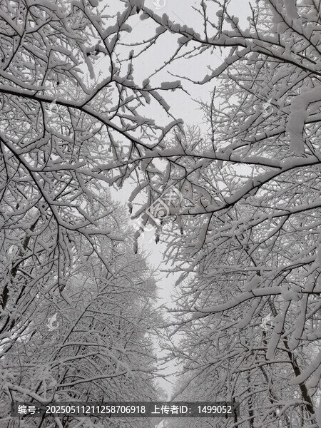 春天的雪掛